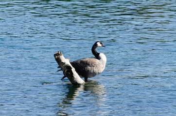Canada goose sitting by a log in a river