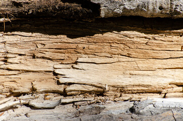 Old wood texture