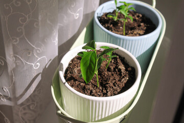 lemon plants in pots on the windowsill in the beautiful rays of the sun, young sprouts close-up. High quality photo