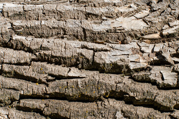 Tree bark texture