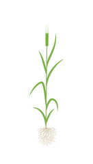 Barley green plant. Vector illustration.