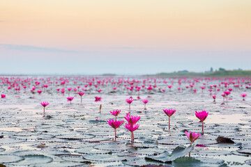 Landscape Red Lotus sea in the morning blurred background in the bright day, Udon Thailand, Unseen Udonthani Thailand