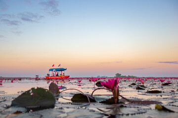 Landscape Red Lotus sea in the morning, boat passing by where tourists sit and watch the lotus flowers, Udon Thailand, Unseen Udonthani Thailand