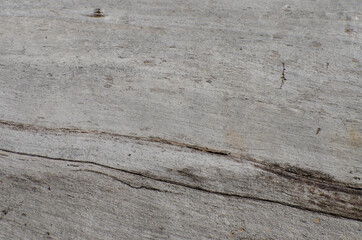 Stripped bark of a tree