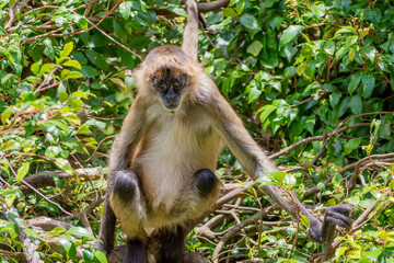 spider monkey