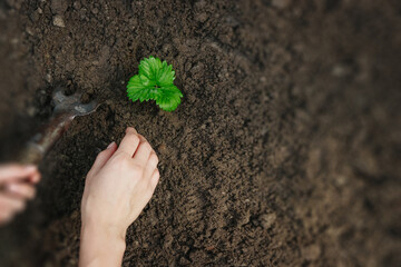 Farmer man working with a shovel in the vegetable garden, close-up. Planting seeds in the ground, beginning of the season, beds. copies the pattern space.
