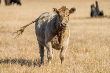 Close up of Stud Beef bulls, cows and calves grazing on grass in a field, in Australia. breeds of...