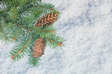 Beautiful Winter coniferous forest with trees covered frost and snow. Nature Winter background with snowy pine tree branches.
