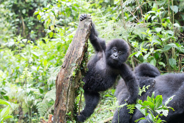 Baby Mountain Gorilla (Gorilla beringei beringei) hanging off a tree branch and being playful in the jungle of Rwanda.