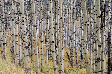 Birch trees in autumn