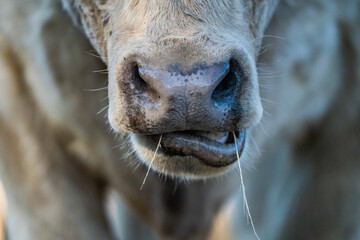 Close up of Stud Beef bulls, cows and calves grazing on grass in a field, in Australia. breeds of...