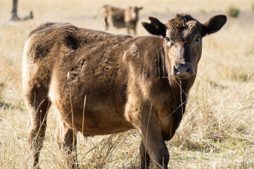 Close up of Stud Beef bulls, cows and calves grazing on grass in a field, in Australia. breeds of...