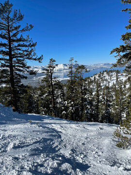 Lake Tahoe Framed By Snow Capped Trees As Seen From Heavenly Mountain Ski Resort On A Bluebird Winter Day