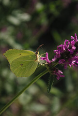 the butterfly on the flower in the city park
