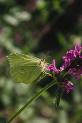 the butterfly on the flower in the city park
