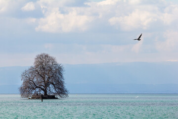 A bird flying above the turquoise water and majestic tree in the middle of the lake with fog and...