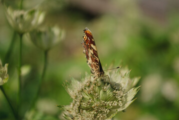 the butterfly on the flower in the city park
