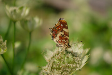 the butterfly on the flower in the city park
