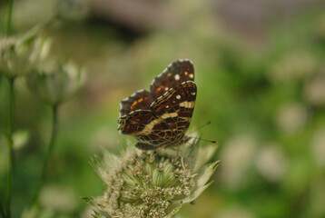 the butterfly on the flower in the city park
