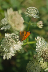 the butterfly on the flower in the city park
