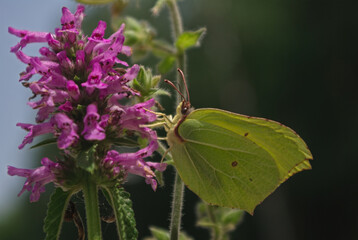 the butterfly on the flower in the city park
