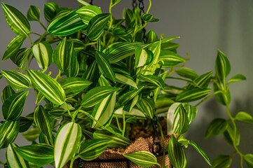 観葉植物