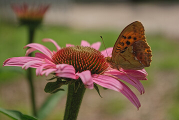 the butterfly on the flower in the city park
