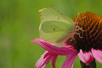 the butterfly on the flower in the city park
