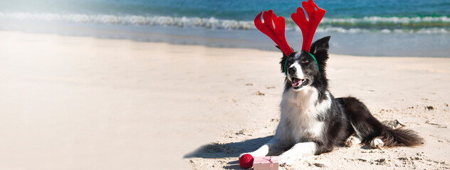 New year and Christmas concept with Dog wearing reindeer antlers headband © tetxu