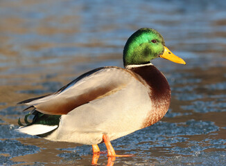Mallard