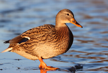 Mallard