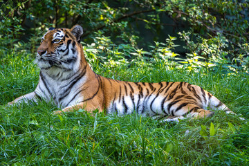Plakat The Siberian tiger,Panthera tigris altaica in a park