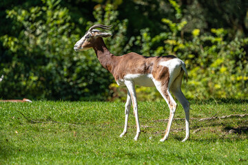 Dama gazelle, Gazella dama mhorr or mhorr gazelle is a species of gazelle