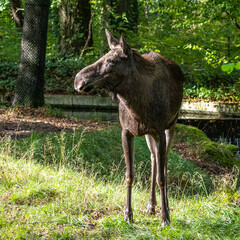 Fototapeta premium European Moose, Alces alces, also known as the elk