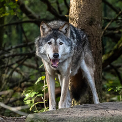 European Grey Wolf, Canis lupus in a german park