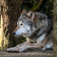 European Grey Wolf, Canis lupus in a german park