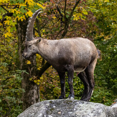 Male mountain ibex or capra ibex on a rock