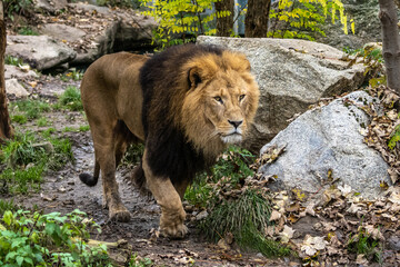 The lion, Panthera leo is one of the four big cats in the genus Panthera