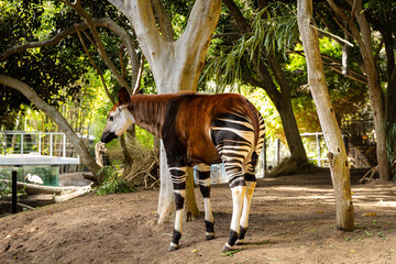 Brown okapi standing under a tree in the zoo