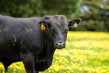 Angus, wagyu and murray grey beef bulls and cows, being grass fed on a hill in Australia.	
