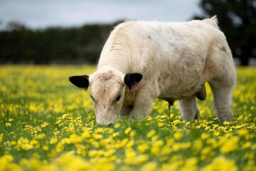 Angus, wagyu and murray grey beef bulls and cows, being grass fed on a hill in Australia.	
