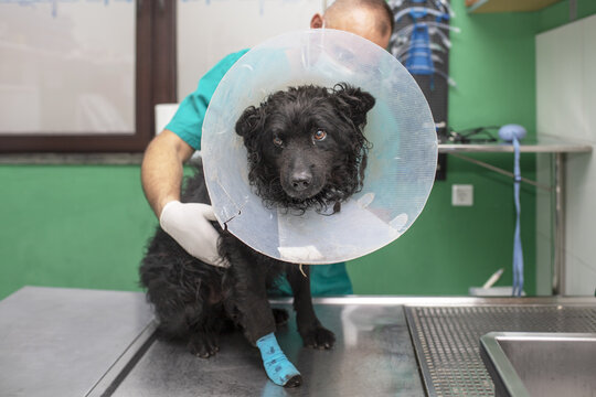 Male Veterinary Holding A Black Dog With A Collar Cone Inside A Clinic