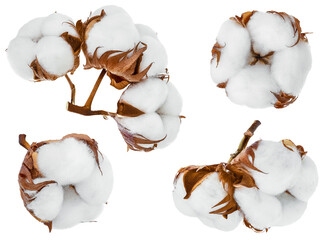 Cotton plant flower isolated on white background with clipping path and full depth of field - obrazy, fototapety, plakaty
