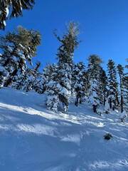 Vertical view of snow covered trees and slopes on a bluebird day at a ski resort