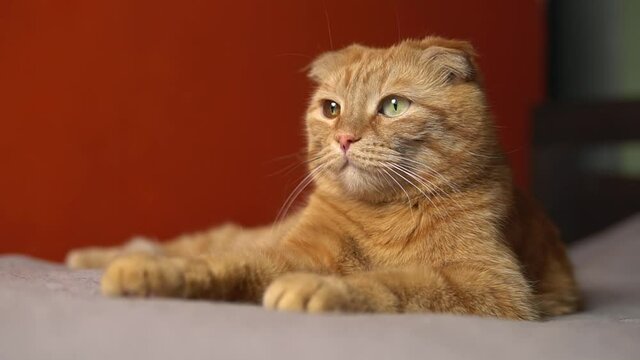 Domestic, fluffy, ginger cat lying on a bed and looking. Home, furry pet relaxing on the sofa, daytime comfort and cosiness.