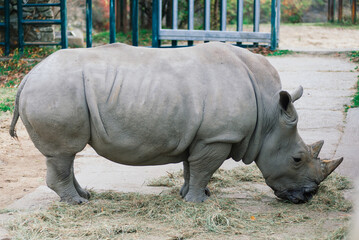 Obraz premium Close up photo of a rhino, big old rhinoceros