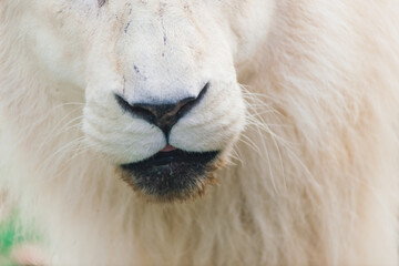 Closeup beautiful portrait of an African Lion.