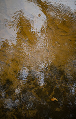 Transparent clear river or lake water, brown and black sand and a snail at the bottom. View from above. Place for your text. Soft focus. High quality photo