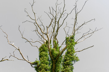 Efeu umrankt eine Baum im Herbst