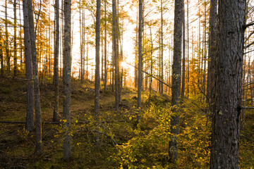 秋の森の夕暮れ